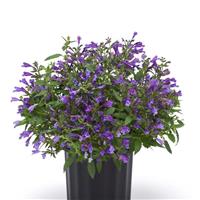 Nepeta subsessilis Prelude™ Purple
