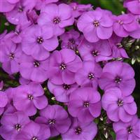 Phlox paniculata Ka-Pow<sup>®</sup> Lavender