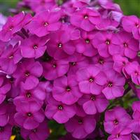 Phlox paniculata Ka-Pow<sup>®</sup> Purple