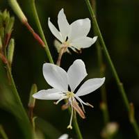 Gaura lindheimeri Belleza<sup>®</sup> White