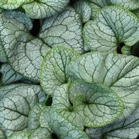 Brunnera macrophylla Permafrost