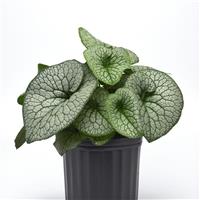 Brunnera Frost King