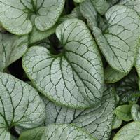 Brunnera Frost Magic