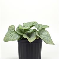 Brunnera Frost Magic