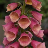 Digitalis Arctic Fox™ Rose