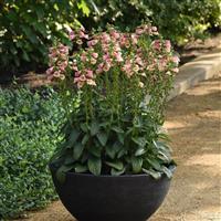 Digitalis Arctic Fox™ Rose