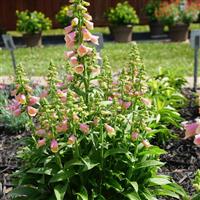 Digitalis Arctic Fox™ Rose