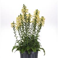 Digitalis Arctic Fox™ Lemon Cream