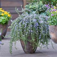 Rosmarinus Blue Cascade