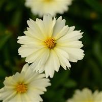 Coreopsis UpTick™ Cream
