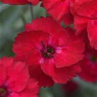Dianthus Mountain Frost™ Red Garnet
