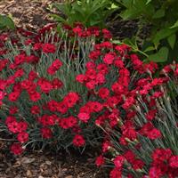 Dianthus Mountain Frost™ Red Garnet