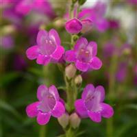 Penstemon Mountain Treats™ Fuchsia