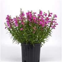 Penstemon Mountain Treats™ Fuchsia