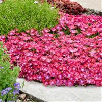 Delosperma FLASHMOB™ Action Shot