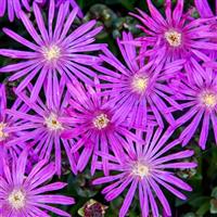 Delosperma FLASHMOB™ Electric Slide