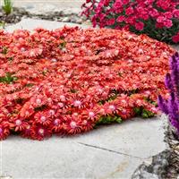 Delosperma FLASHMOB™ Macarena