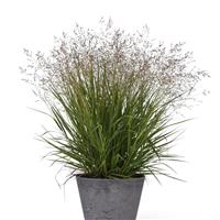 Grass Panicum virgatum Dream Catcher® Tumbleweed®