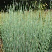 Grass Schizachyrium scoparium Free Spirit® Blue Arrow®