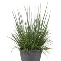 Grass Schizachyrium scoparium Free Spirit® Blue Arrow®