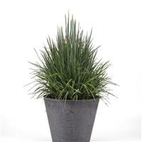 Grass Schizachyrium scoparium Free Spirit® Comet®