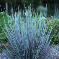 Grass Schizachyrium scoparium Free Spirit® Mystic Purple™