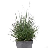 Grass Schizachyrium scoparium Free Spirit® Mystic Purple™