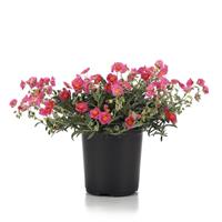 Helianthemum nummularium SunBurst™ Pink