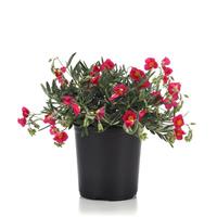 Helianthemum nummularium SunBurst™ Rose