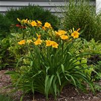 Hemerocallis DayScape™ Golden Yellow