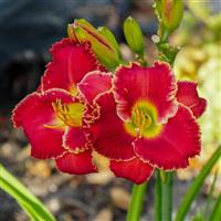 Hemerocallis DayScape™ Scarlet Burst