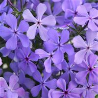 Phlox divaricata Petalscape™ Blue Velvet