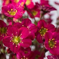 Saxifraga x arendsii Marto™ Hot Rose