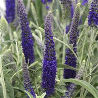 Veronica Misty Blues