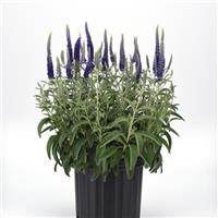 Veronica Misty Blues