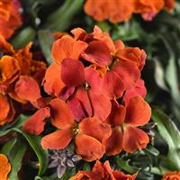 Erysimum Brightside™ Orange