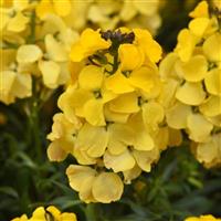 Erysimum Brightside™ Bright Yellow