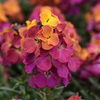 Erysimum Brightside™ Magenta Glow