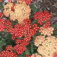 Achillea millefolium Seduction Strawberry