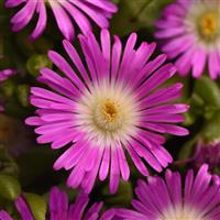 Delosperma hybrid Ocean Sunset™ Violet Flare