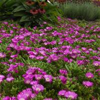 Delosperma hybrid Ocean Sunset™ Violet Flare