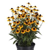 Rudbeckia Suntacular