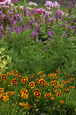 A landscape photo of mixed flowers, with fern-like Artemsia SunFern in the center