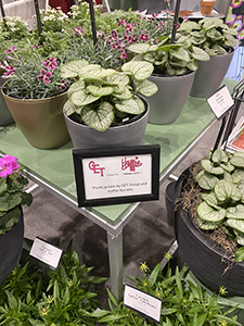 Closeup of Brunnera Frostbite in a display at a flower tradeshow