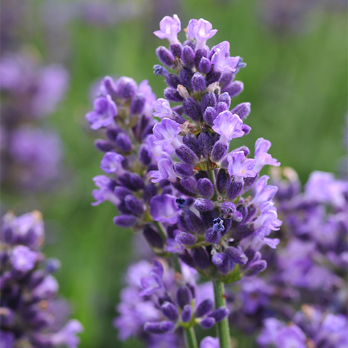 Lavender (Lavandula) — UIC Heritage Garden