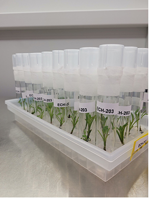 Several tubes of Echinacea cuttings