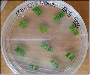 A petri dish with Echinacea cuttings
