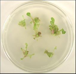 A second petri dish of Echinacea shoots