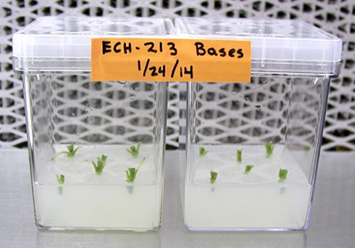 Echinace tips embedded into growing media