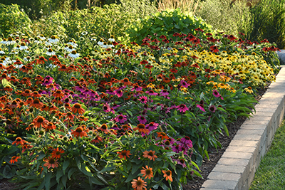 Colorful coneflower grow in a perennial garden bed.